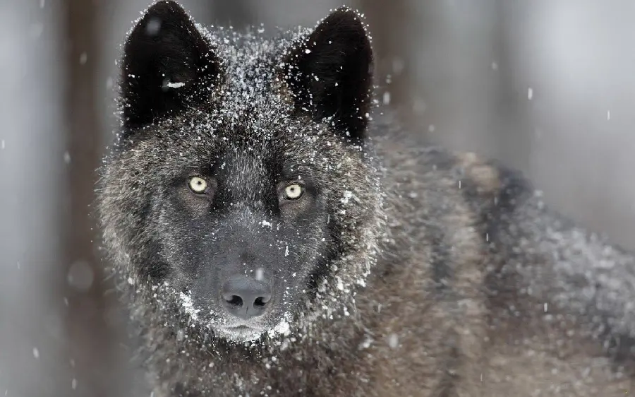 Black Wolf HD Photo Rare Melanistic Variety