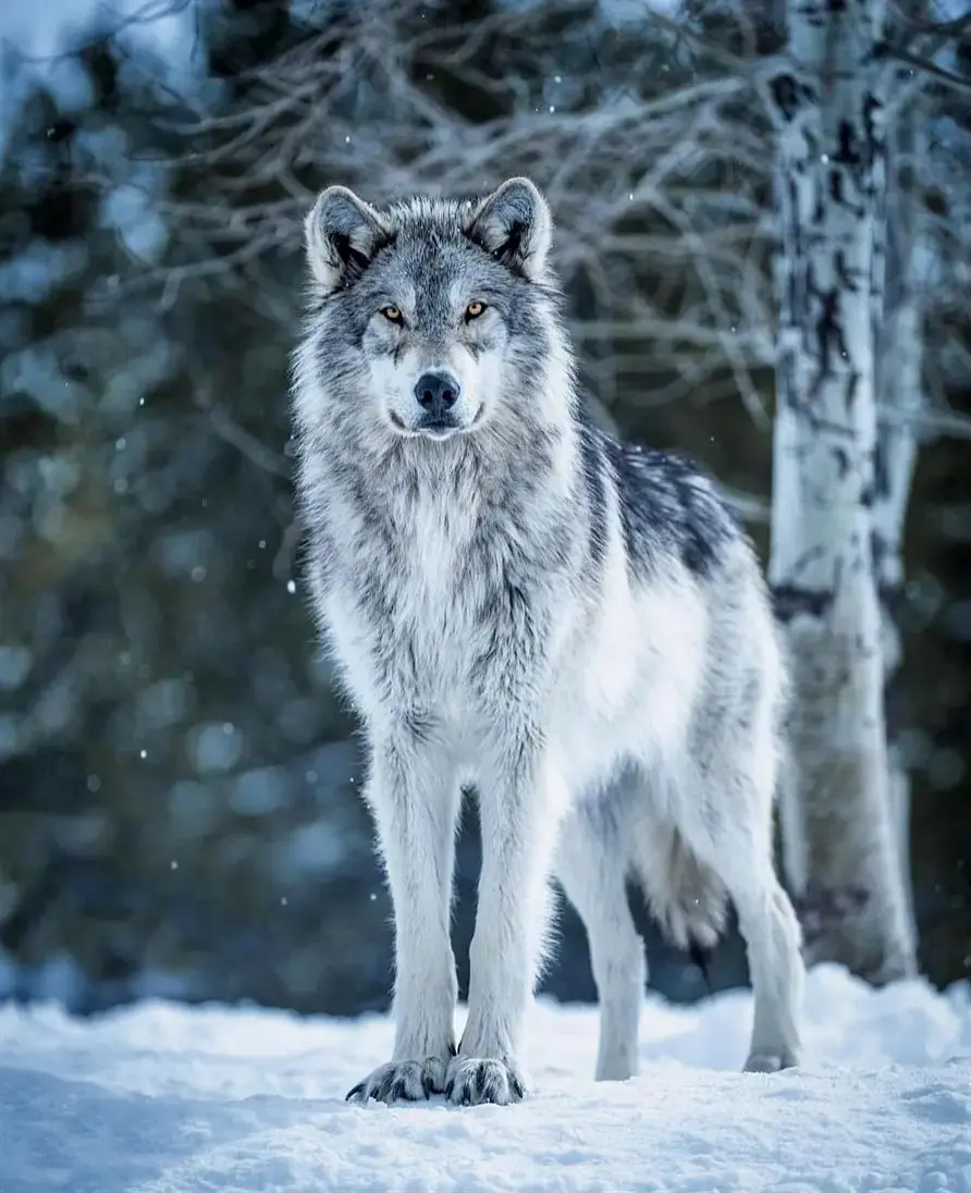 High Quality Wild Gray Wolf Pup Photo Showing Development
