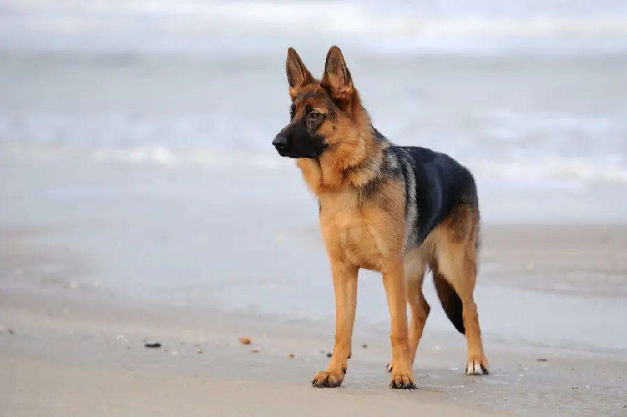 Download beautiful German Shepherd dog photo
