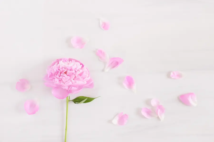 Floral Girly Background for Desktop and Mobile