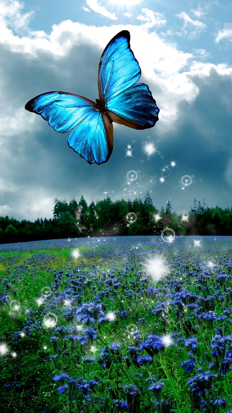 Morpho Fantasy Butterfly Profile Picture HD