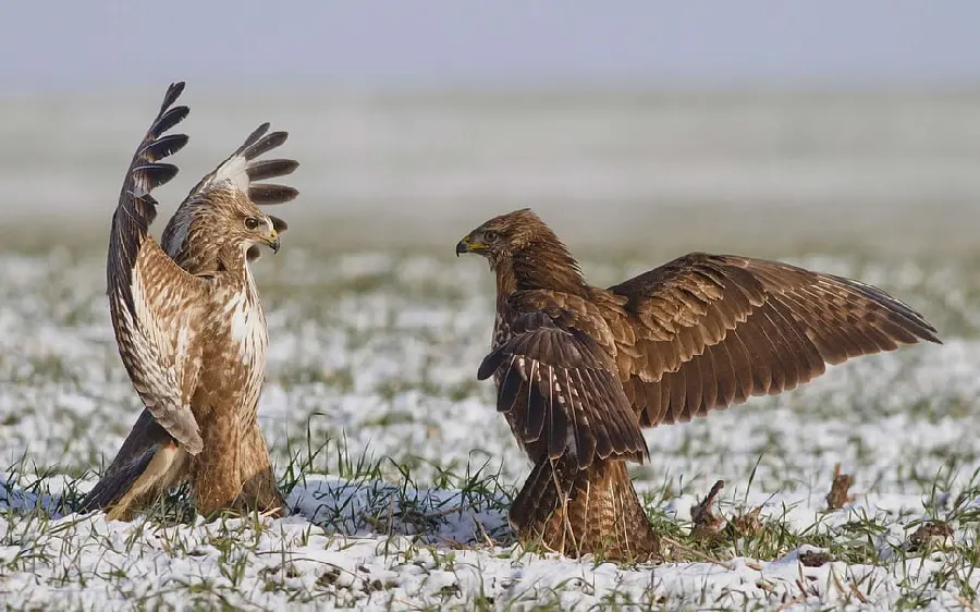 High Resolution Golden Eagle Photo for Enthusiasts