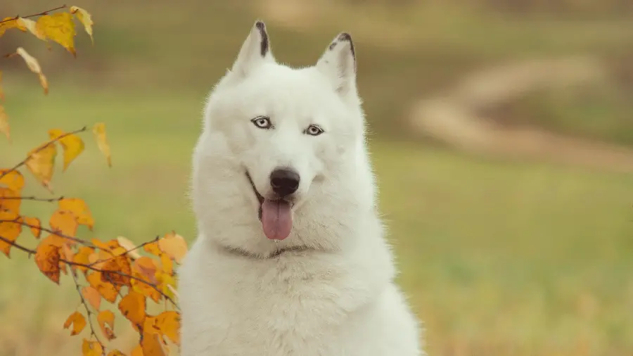 Download white Husky dog photo in high quality