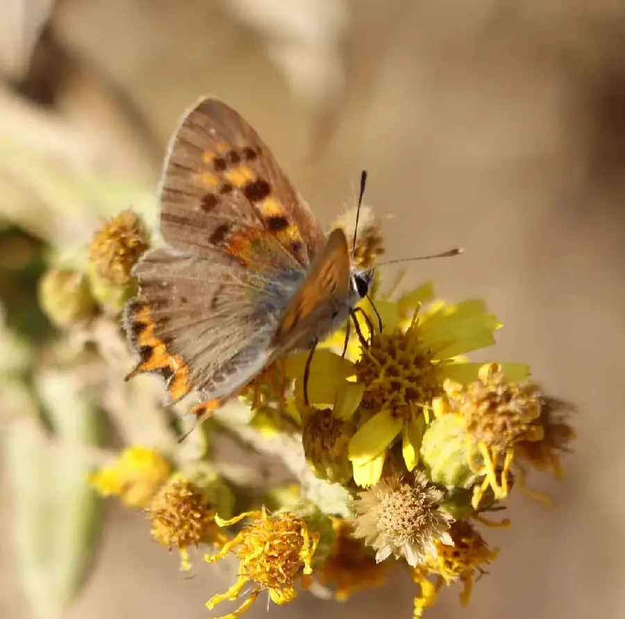 Butterfly Sitting on Flower Wallpaper