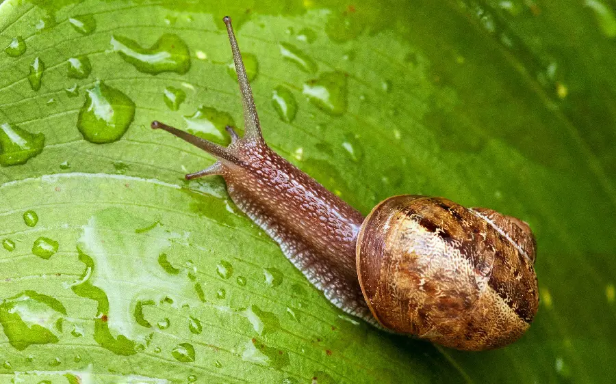 Poisonous Snail Species High Quality Photo