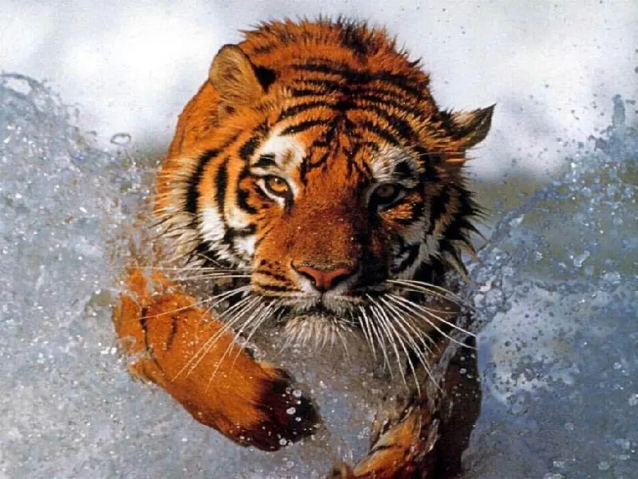 Wild Tiger HD Photo Powerful Hunter