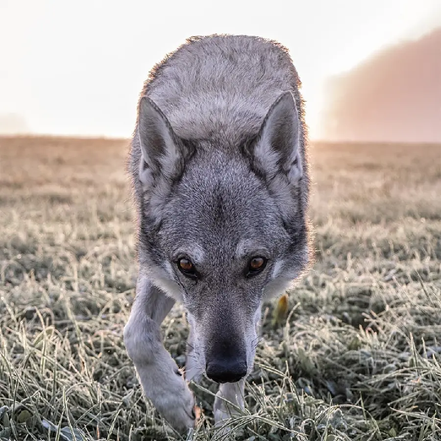 Best Quality Cool Wolf Wallpaper Collection For Fans