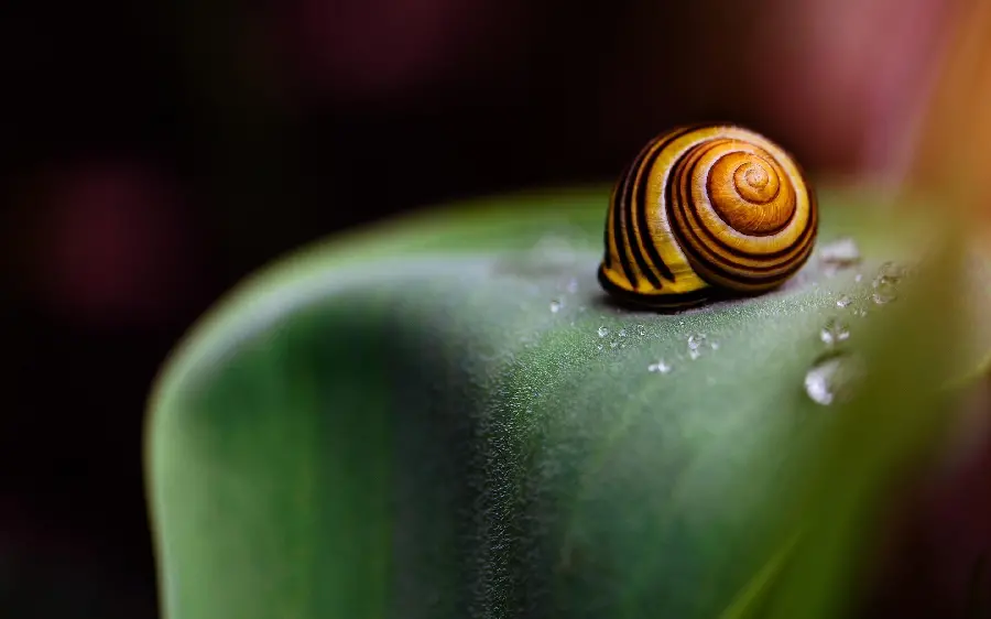 Snail Shell High Detail Photography