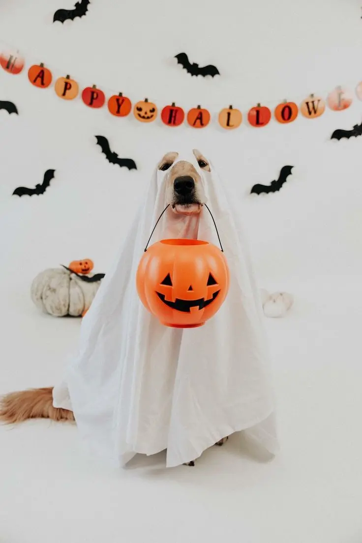 Funny Dog Profile Picture with Halloween Costume