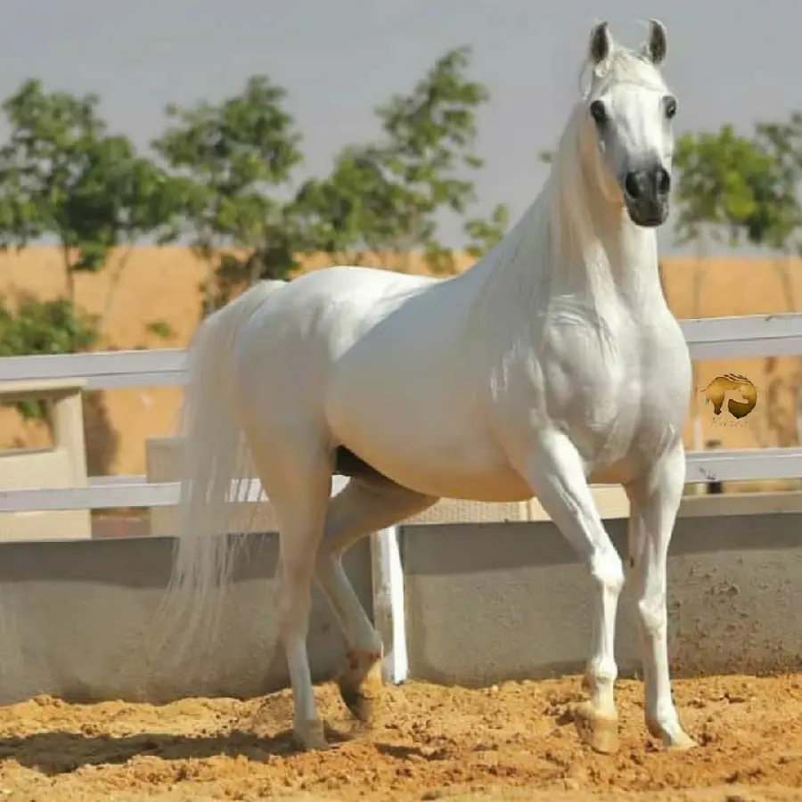 Attractive Wallpaper of a Majestic and Unique White Horse