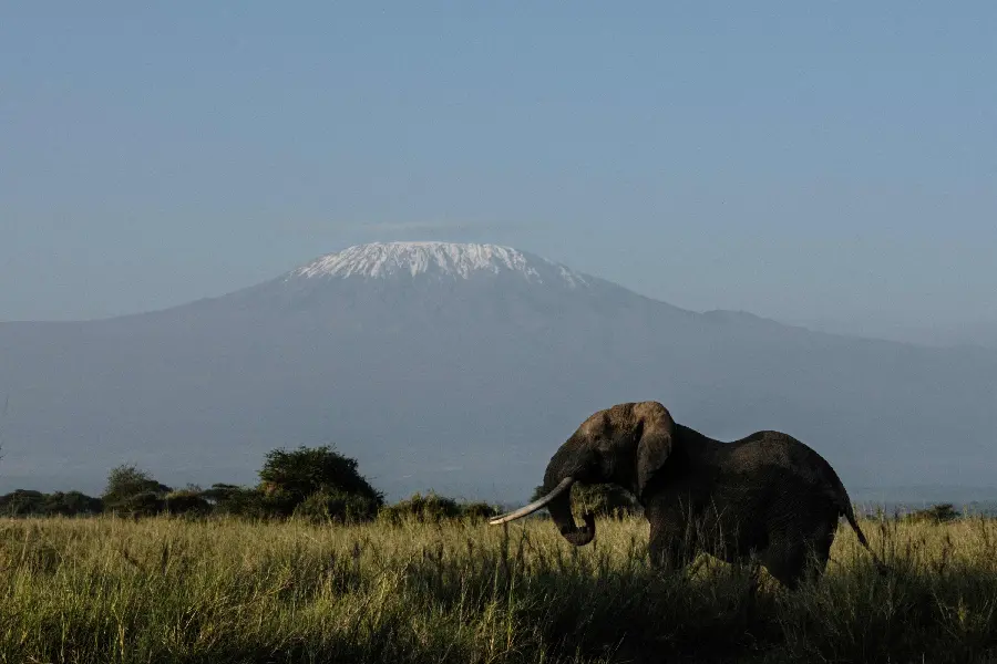 Beautiful African Elephant Picture