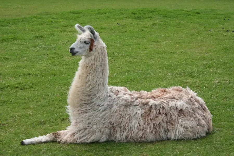 Llama Camel High Quality Photo