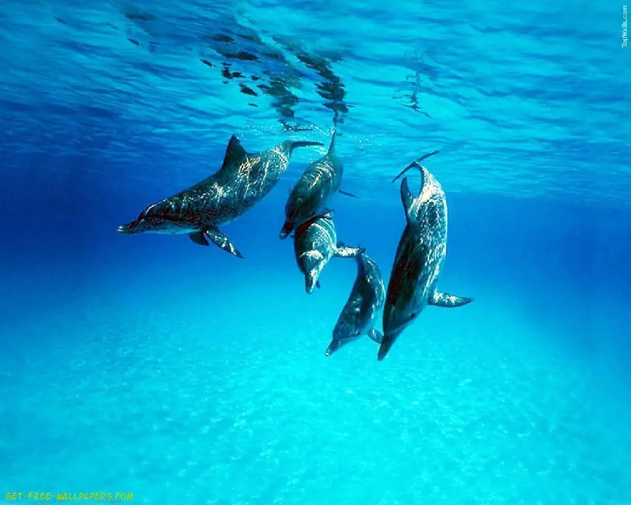 Worlds most beautiful dolphin photo premium