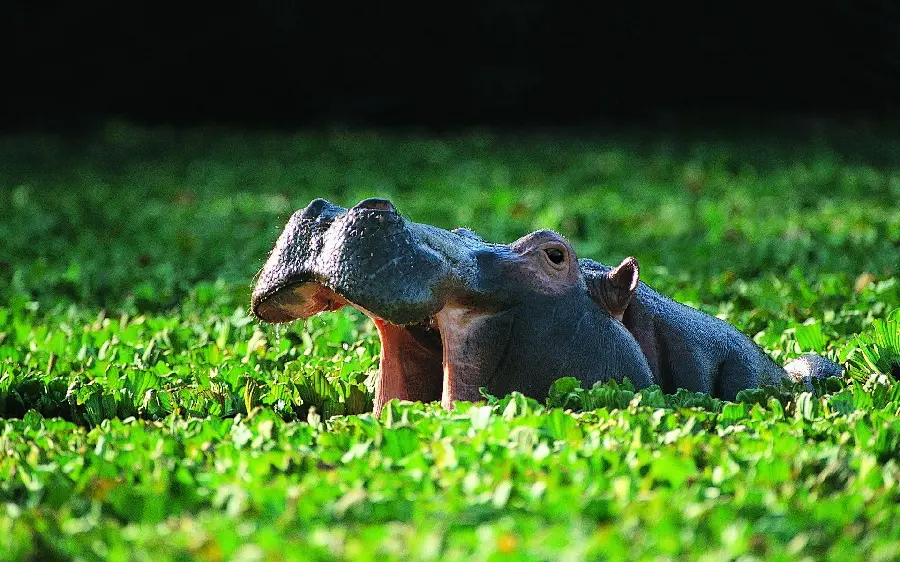 Large Hippo Background and Wallpaper Premium Photo