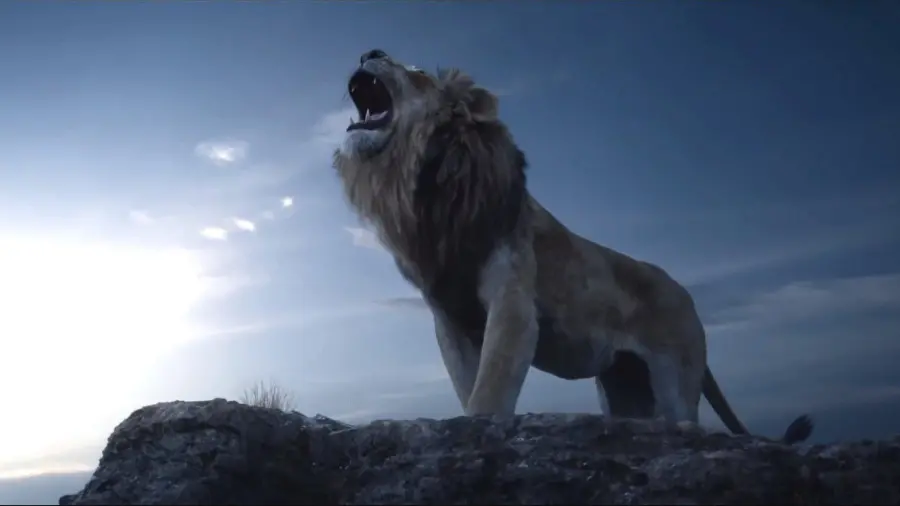 Lion Roaring in the Wild - HD Wildlife Moment