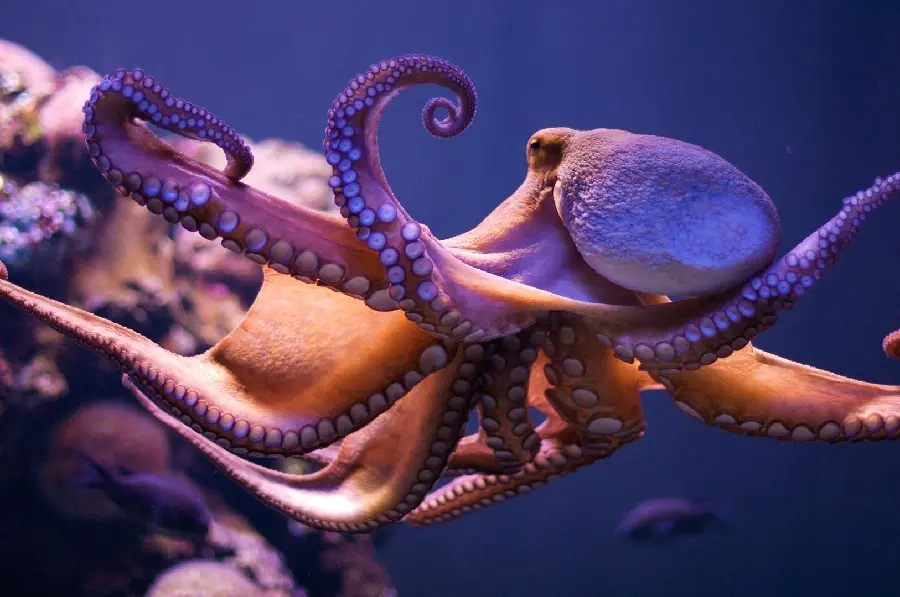 Octopus Profile Picture for Social Media