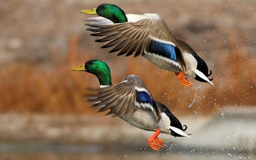 Duck in Flight Action Photo for Bird Movement Study