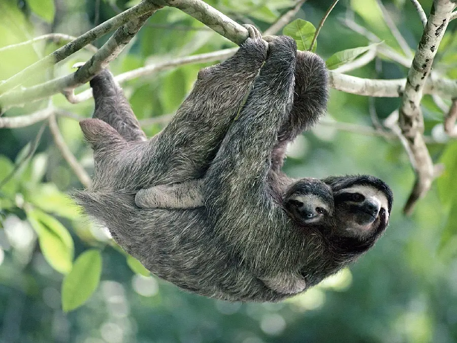 Tree Sloth HD Photo Download