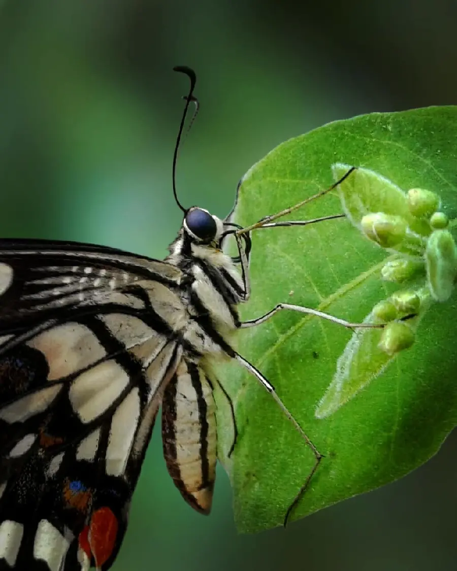 Real Butterfly Photography For Social Media Profile