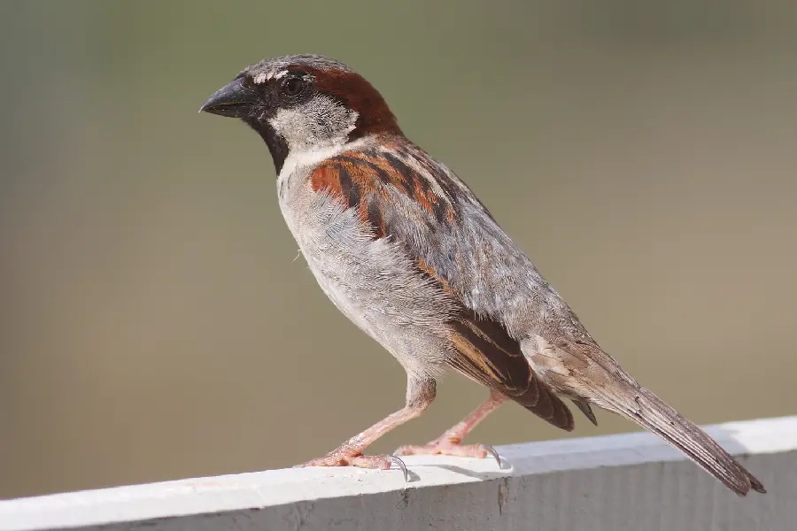 High quality house sparrow photo