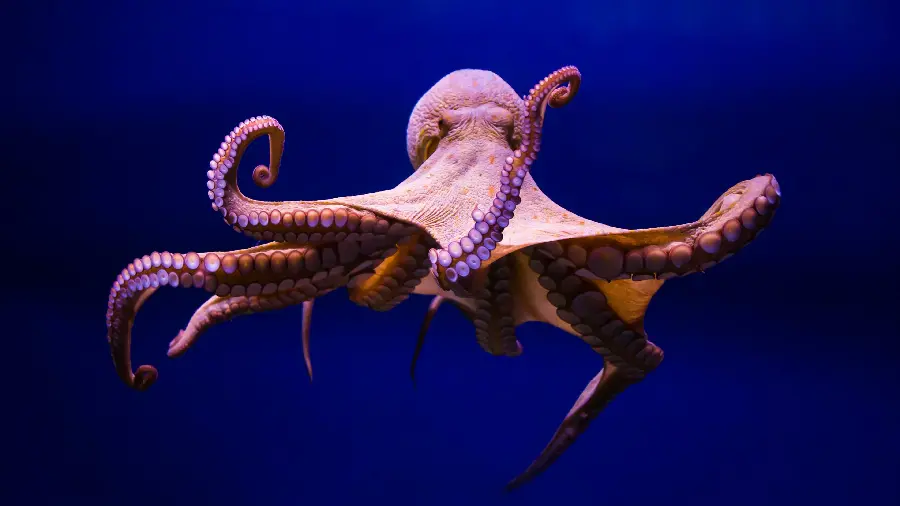 High Quality Ocean Octopus Photo for Enthusiasts