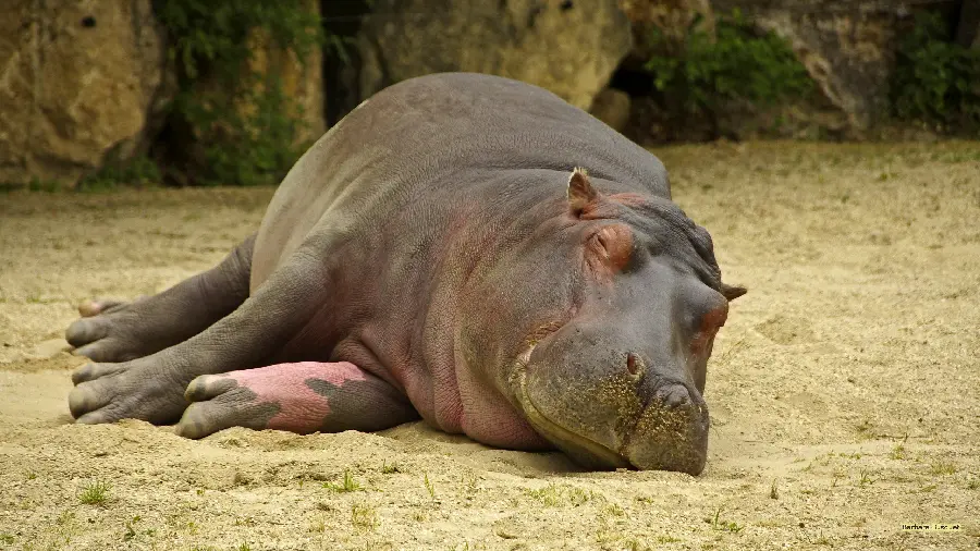 Largest Hippopotamus Close Up High Resolution Photo