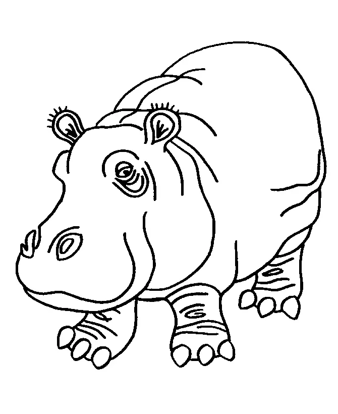 Hippo Artwork High Quality Digital Illustration