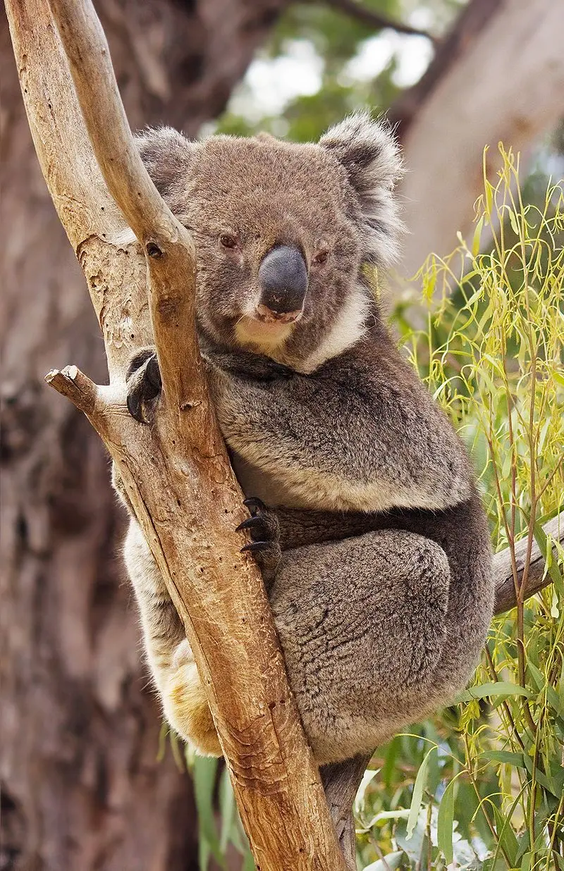 Koala Hugging Photos in HD Free