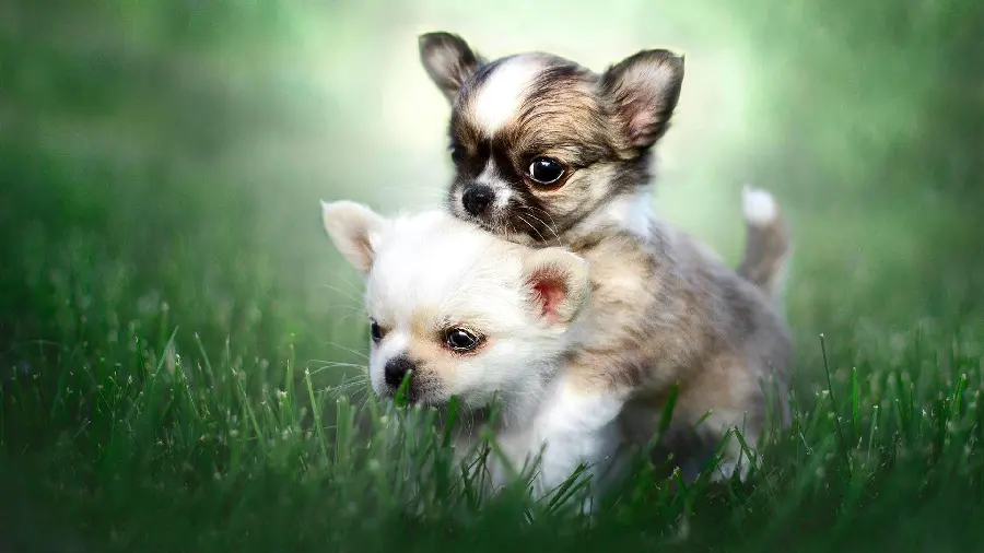 Beautiful Chihuahua Background in HD Quality