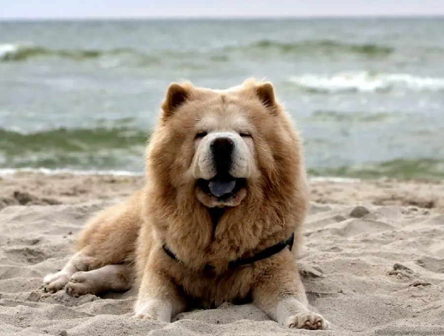 Teddy Bear Chow Chow Wallpaper HD