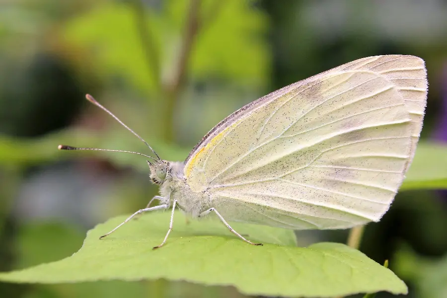 Group Profile Butterfly Photo with Symbolic Meaning