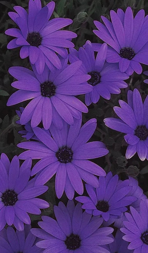 High-Quality Purple Flowers Wallpaper