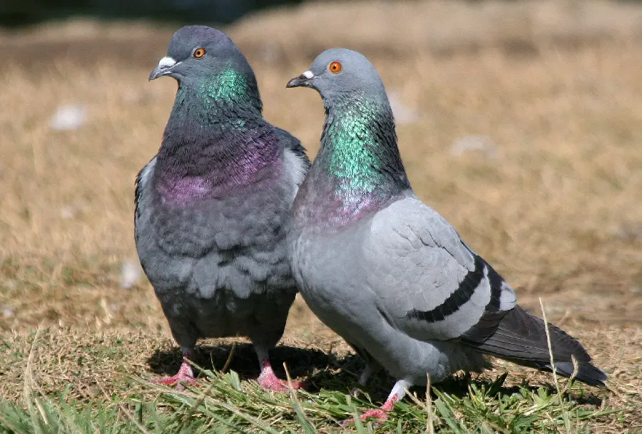 High Quality Pigeon Photo for Print and Digital Media
