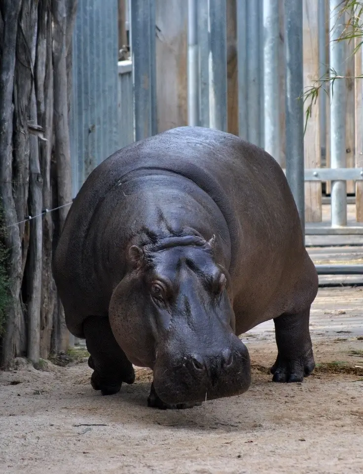 Hippo in zoo photo for International Hippo Day