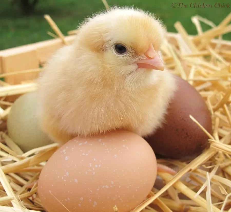 High Resolution Yellow Chick Photo Download for Wallpapers