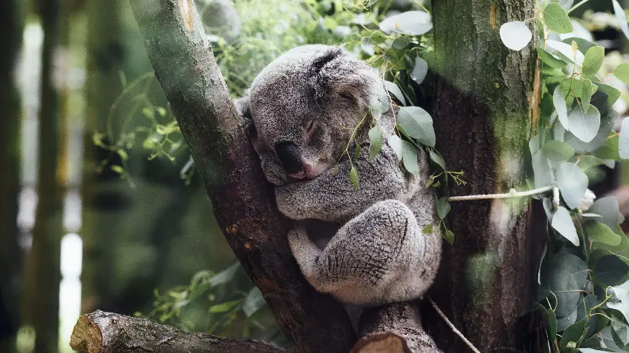 Koala sleeping on tree HD photo and background