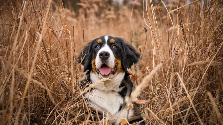 Stunning Bernese Mountain Dog photo in 4K resolution