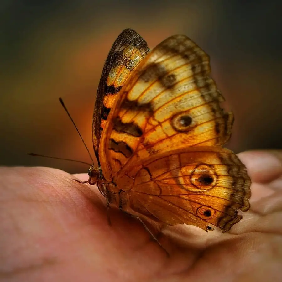 Golden Butterfly Wallpaper in High Quality