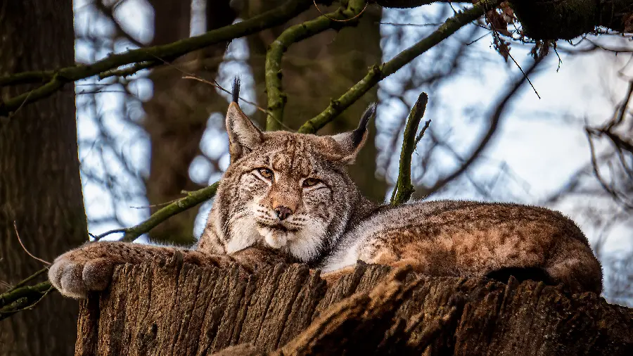 Beautiful Lynx Wallpaper In 4K Quality