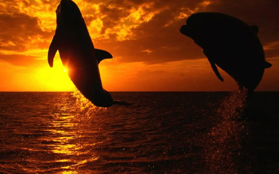 Stunning killer whale background