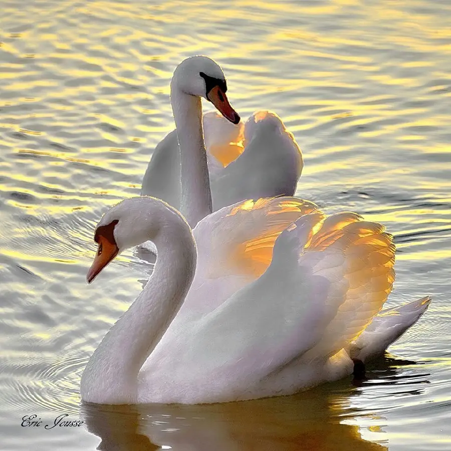 Romantic Swan Couple Portrait