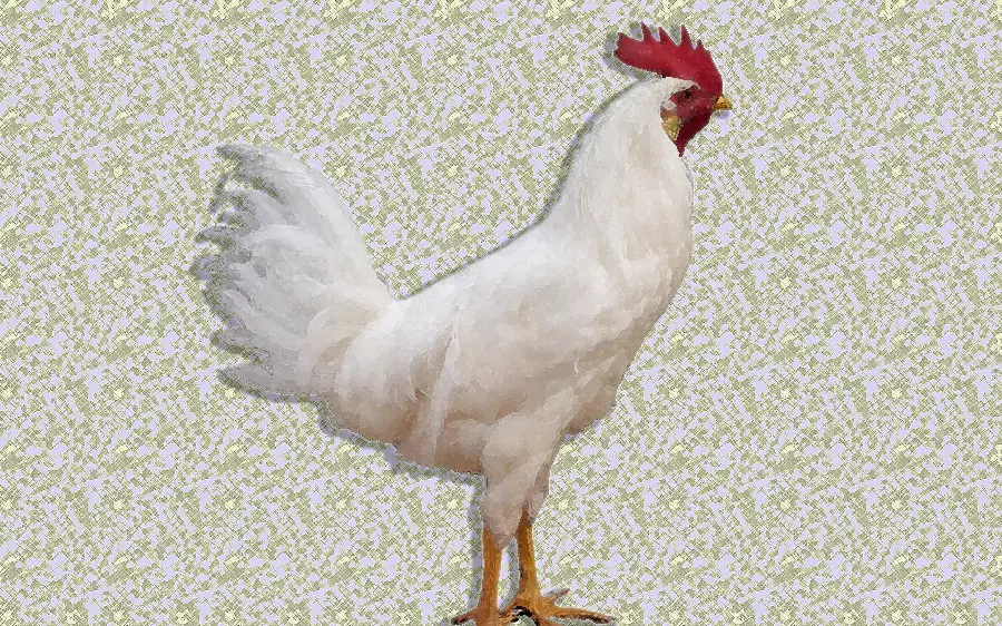 White Rooster Artistic Painting