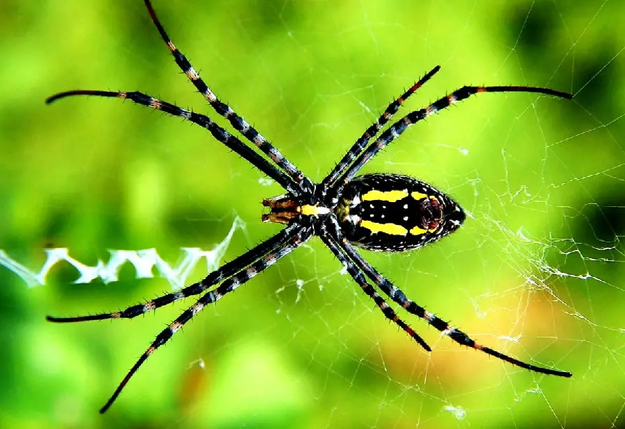 HD Spider Photo Featuring Species from Around the World