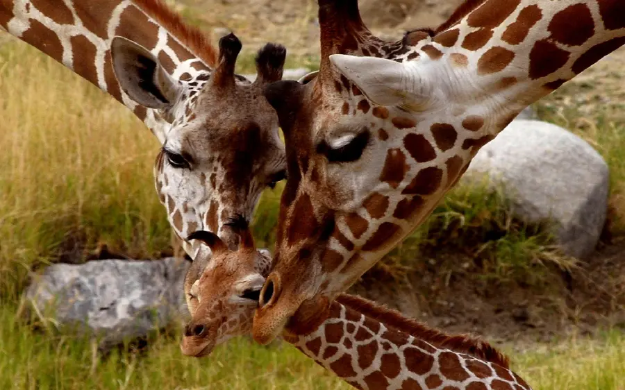 Giraffe Family Male Female With Calf Photo