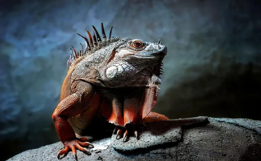 Iguana background for devices