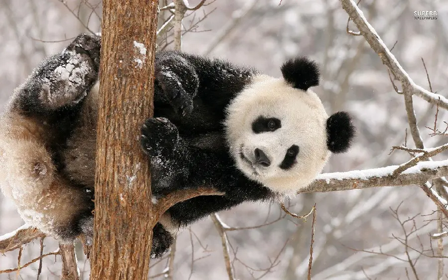 Black and White Panda Profile Picture