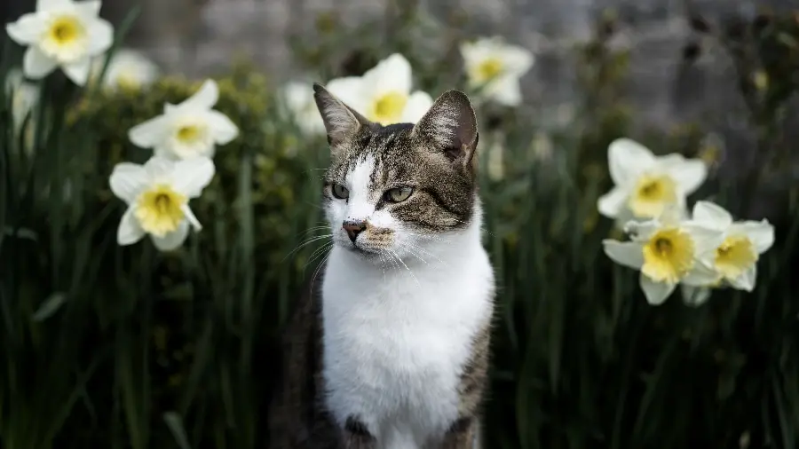 Cute Domestic Cat Wallpaper In HD