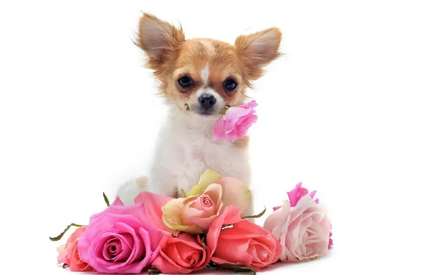 White Chihuahua Dog Photos in High Quality