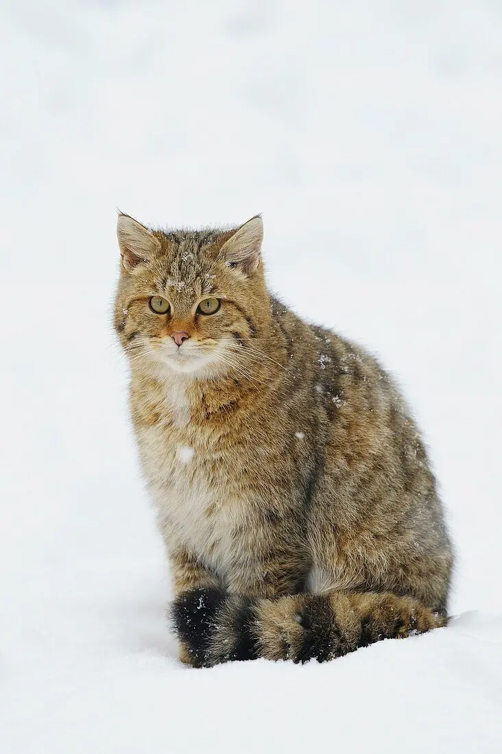 European Wildcat High-Quality Picture