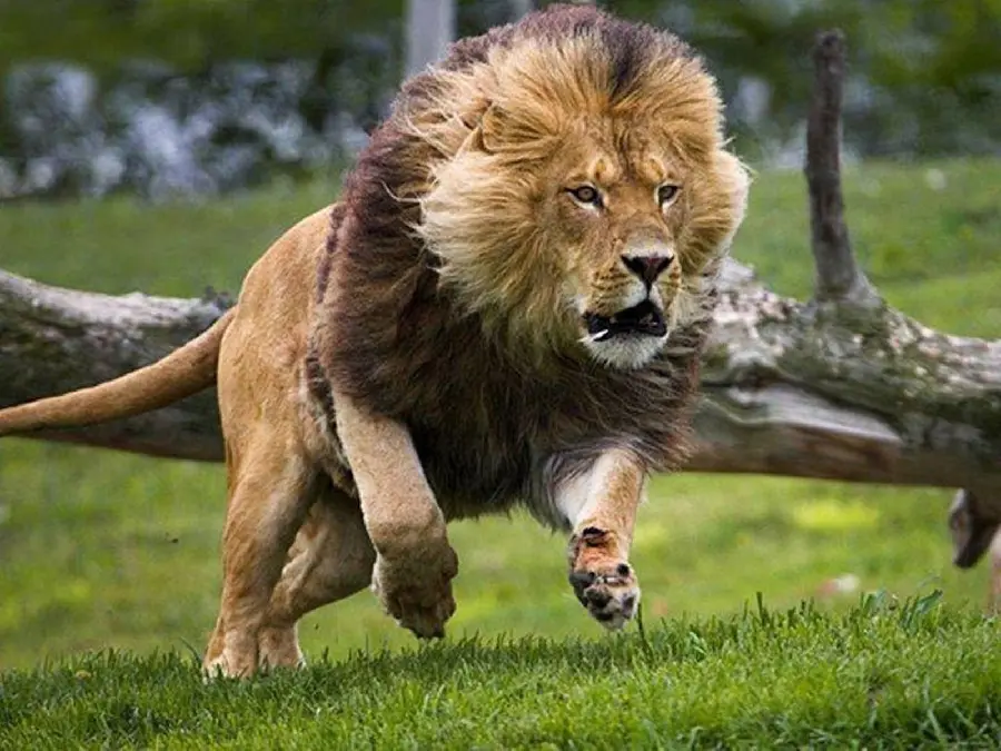 Lion Hunting Action Photo in the Savannah
